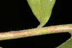 Toothed whitetop aster 